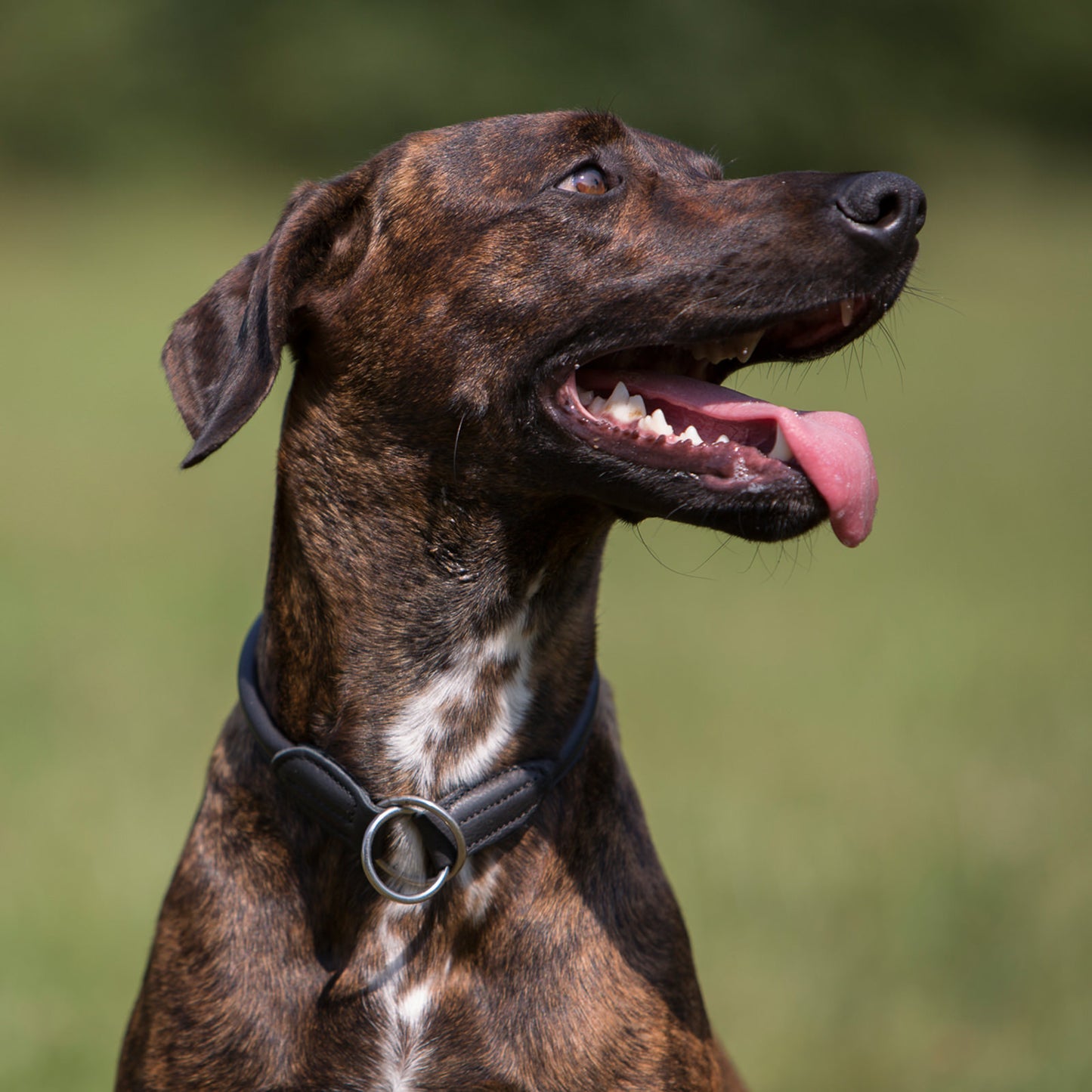 Kieffer Hunde Ausbildungshalsband Ultrasoft® in zwei Farben