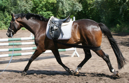 EQuest Körper Bandage Hinterhand Pferd