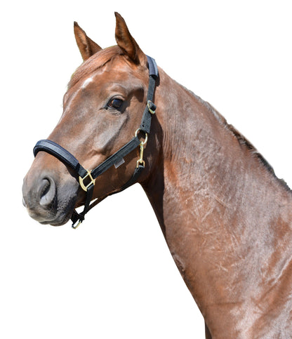 EQuest Halfter EQ Stretch, verschiedene Farben, stufenlos verstellbar,Messing Finish