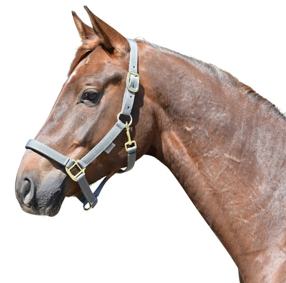 EQuest Halfter Xtreme, verschiedene Farben, einfach verstellbar, Messing Finish