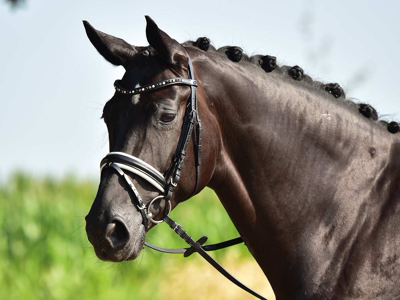 Trense COMFORT in schwarz und braun
