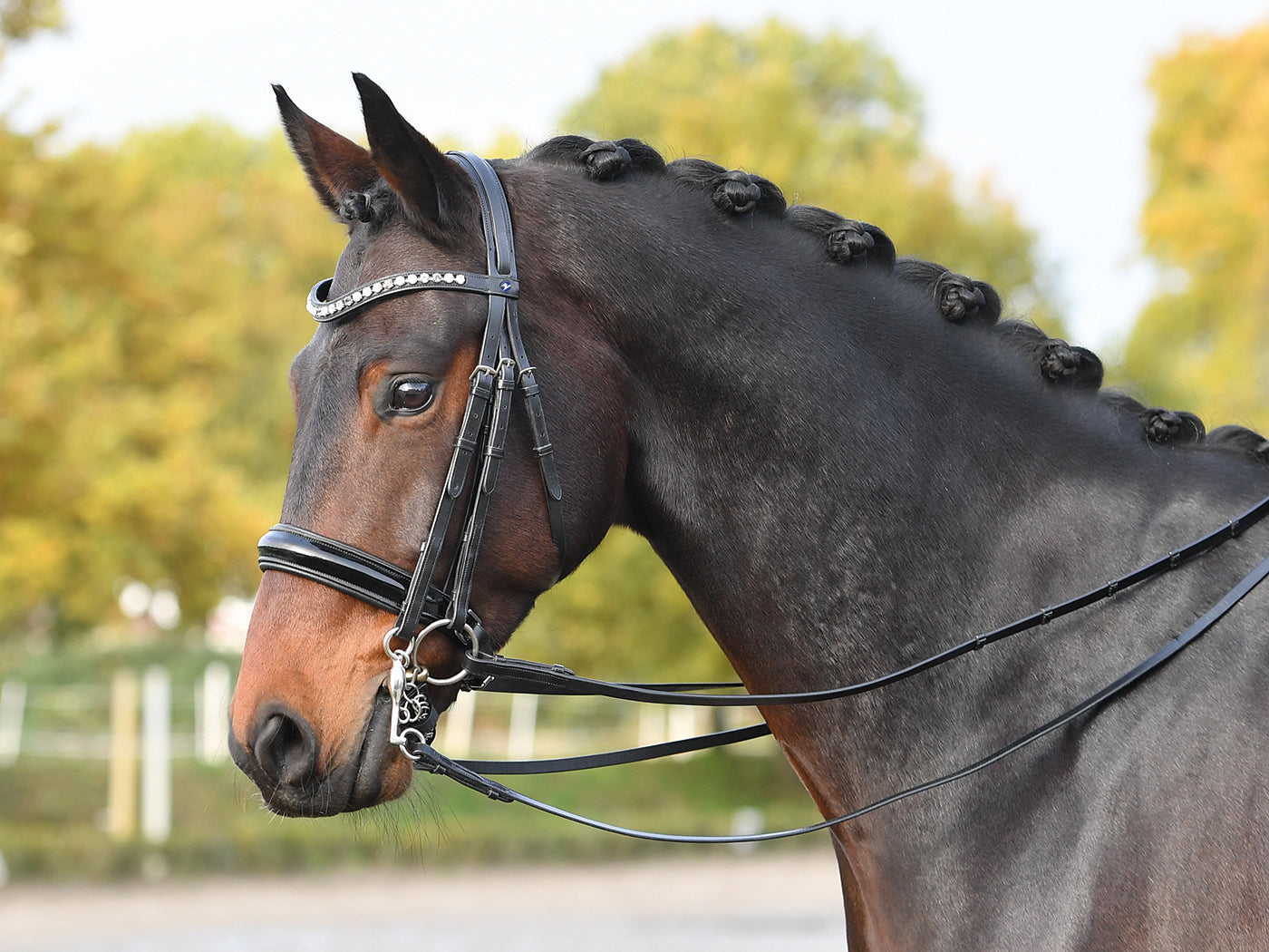 Kandare LUXURY in schwarz und braun, Kandarenzaum