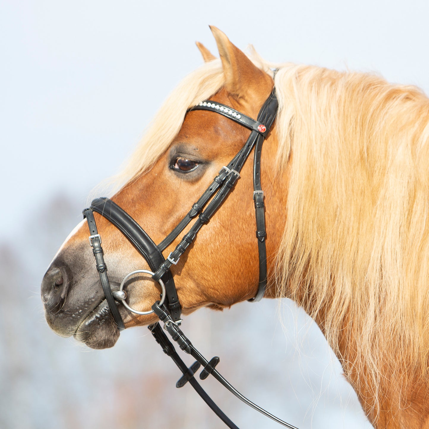 Kieffer Trensenzaum Ultrasoft® Haflinger in zwei Farben