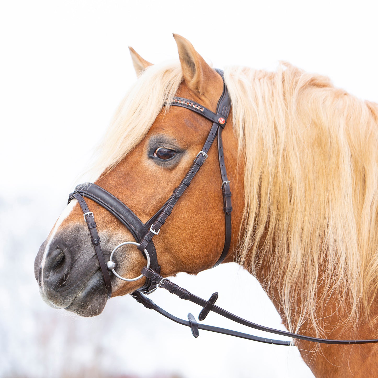 Kieffer Trensenzaum Ultrasoft® Haflinger in zwei Farben