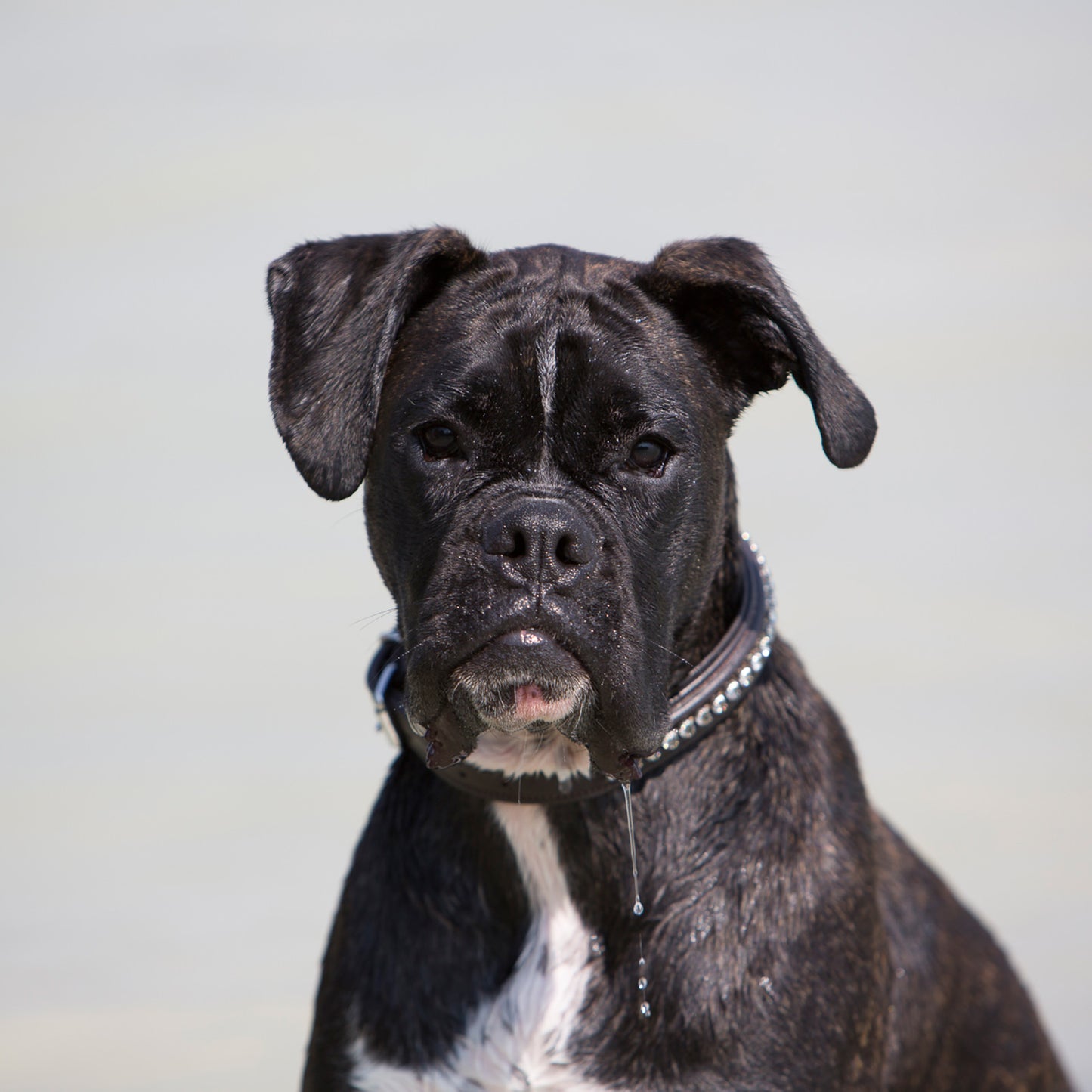 Kieffer Hundehalsband Ultrasoft® Fashion in schwarz oder braun
