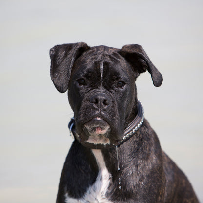 Kieffer Hundehalsband Ultrasoft® Fashion in schwarz oder braun