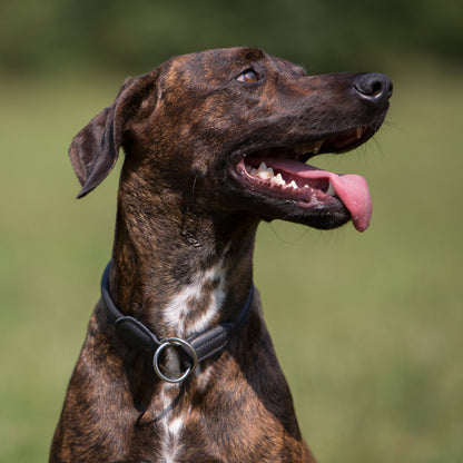Kieffer Hunde Ausbildungshalsband Ultrasoft® in zwei Farben