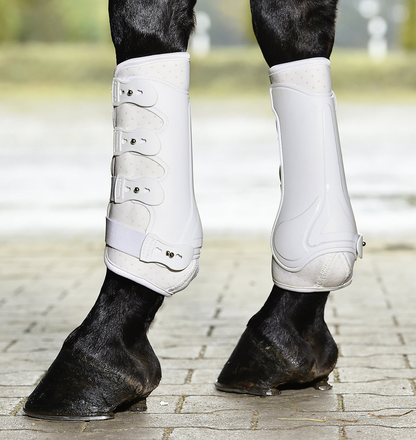 Busse Gamaschen DRESSAGE PRO Dressurgamaschen schwarz oder weiß