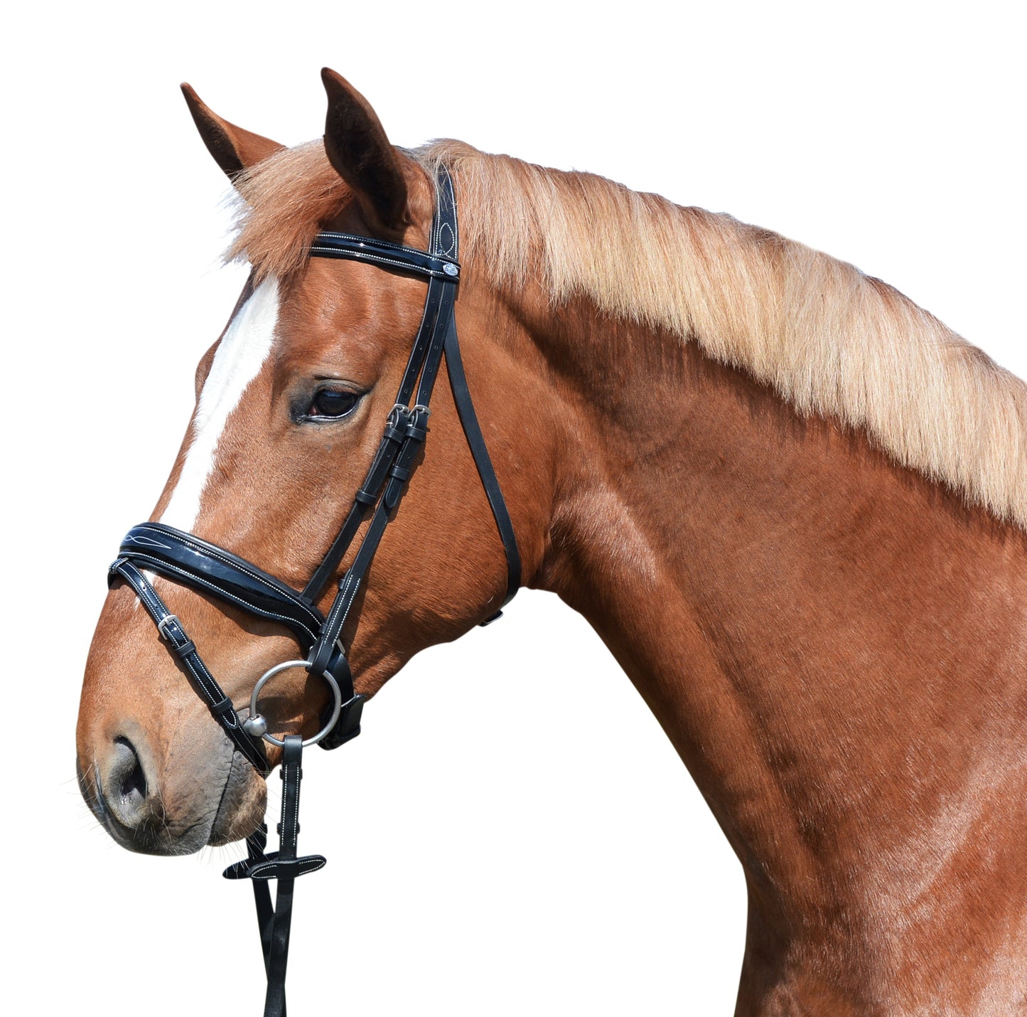 EQuest Lacktrense gepolstert incl. Stick - schwedisches Reithalfter