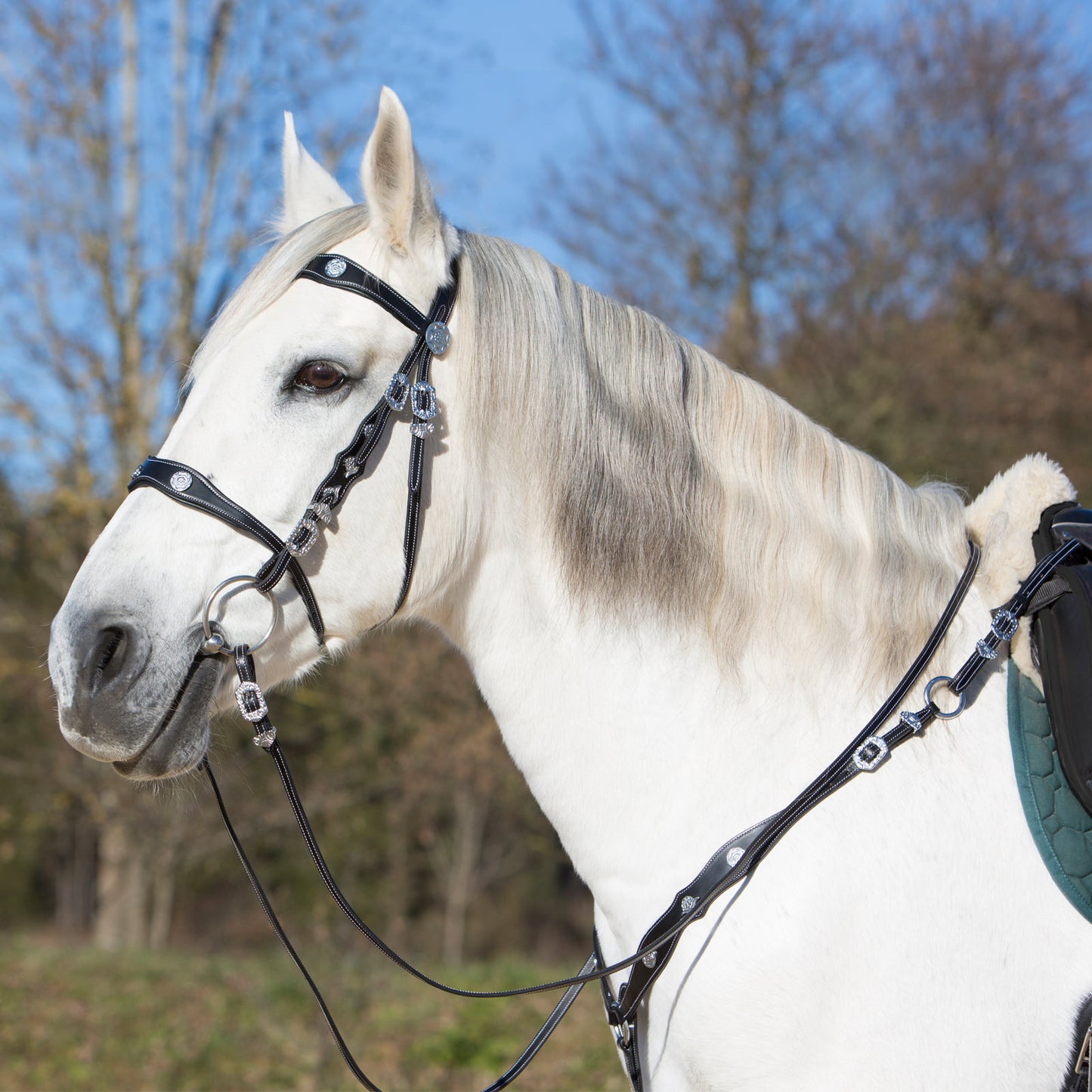 Kieffer Vorderzeug ISABELLA für Andalusier, Lusitanos und barocke Pferde