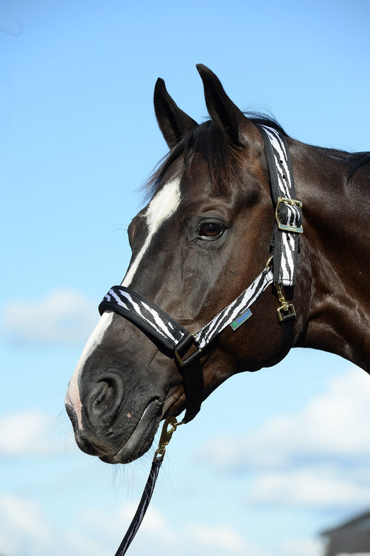 Bucas Comfort Halfter Zebra